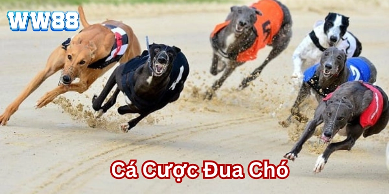 Mẹo hay chơi Cá Cược Đua Chó